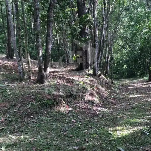 Chácara à venda em Vila Rica, São Sebastião do Caí